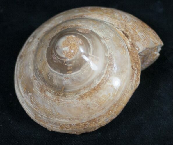 Polished Fossil Snail (Pleurotomaria) #9548